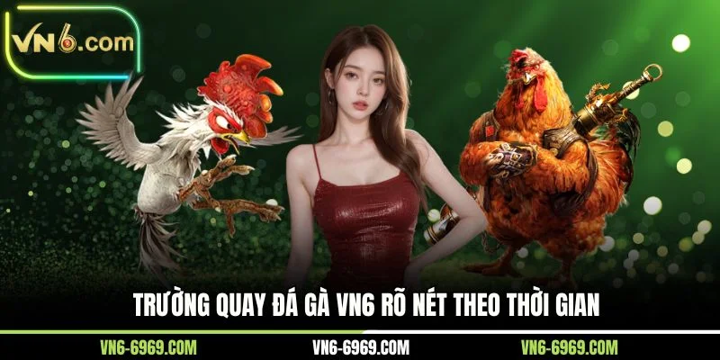 Trường quay đá gà VN6 rõ nét theo thời gian